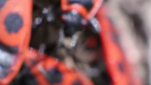 赤い炎のバグ Pyrrocoris Apterus — ストック動画