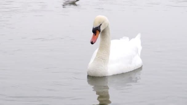 Swans Lake Grooming Themselves Drinking Water — Stock Video