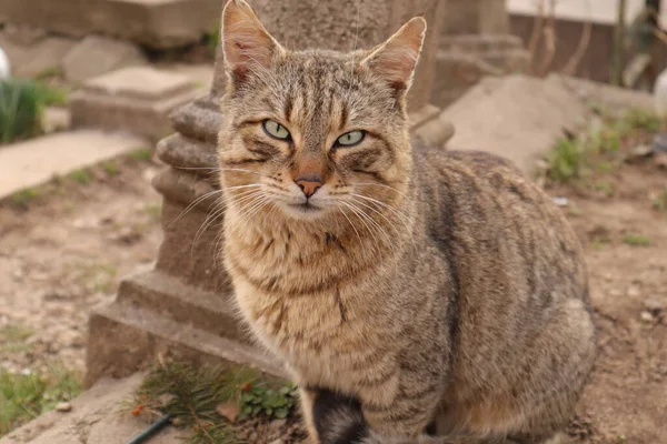 แมวท กเป — ภาพถ่ายสต็อก