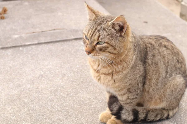 Sokaktaki Kedi — Stok fotoğraf