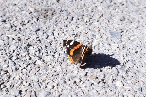 Una Mariposa Monarca Sobre Fondo Gris — Foto de Stock