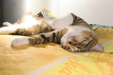 Şirin Tekir Kedilerin Beyaz Pençeleri ve Pembe Burunları Var