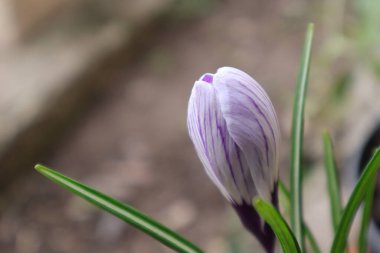 Çiçekler, Doğa Açık Hava, Crocus, Violet