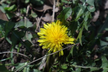 Çiçekler, Doğa, Karahindiba, Taraxacum, Sarı