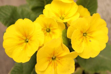 Çiçekler, Doğa, Primerose, Primula Vulgaris