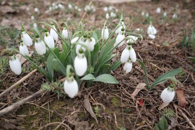 Çiçekler, Doğa, Kardamlaları, Galanthus Nivalis, Beyaz