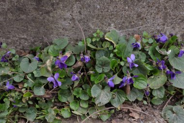 Çiçekler, Doğa, Tatlı Menekşeler, Viola kokusu