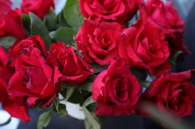 Bir buket kırmızı gül ve beyaz arka plan. Kapat.