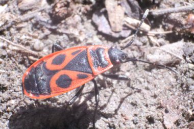 Kırmızı Ateş Böcekleri, Pyrrhocoris Apterus, bir bahçede