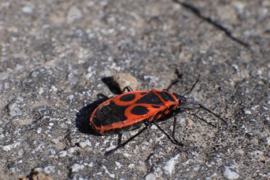 Kırmızı Ateş Böcekleri, Pyrrhocoris Apterus, bir bahçede