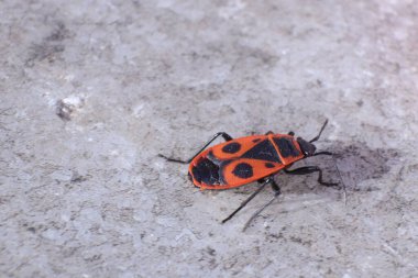 Kırmızı Ateş Böcekleri, Pyrrhocoris Apterus, bir bahçede