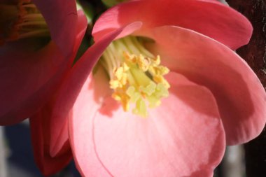 Bahçede Pembe Çiçekli Bahar Ağaçları, Japon Ayvası, Chaenomeles Japonica