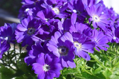 Bahçedeki güzel çiçekler