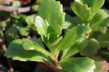 Bahçedeki yeşil bitki