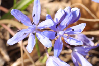 Bahçedeki güzel çiçekler