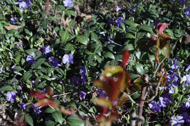 Bahçedeki güzel çiçekler