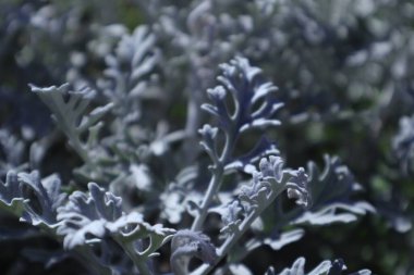 Güzel botanik fotoğrafı, doğal duvar kağıdı.