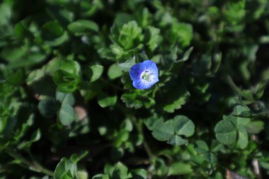 Gündüz bahçesinde büyüyen güzel çiçekler