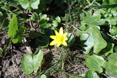 Bahçedeki sarı çiçekler