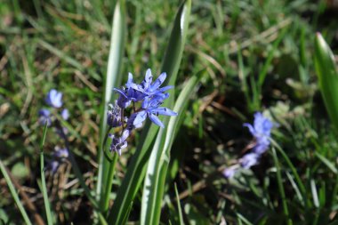 Mavi ilkbahar kardelen çiçekleri