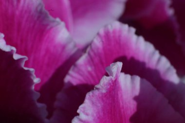 Bahçedeki Bahar Çiçekleri, Cyclamen