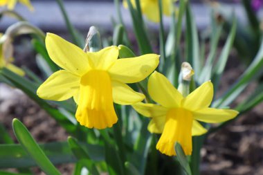 Bahçedeki Bahar Çiçekleri, Nergis Çiçekleri