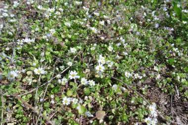 Bahçedeki Bahar Çiçekleri, Daisy