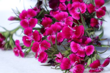 Bahçedeki Bahar Çiçekleri, Dianthus, karanfil, Pinks, Gillyflower, Tatlı William, Doğu Yıldızı