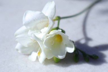 Bahçedeki Bahar Çiçekleri, Freesia