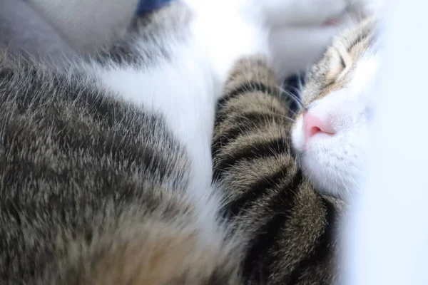 Roztomilý Tabby Kočka Bílé Tlapky Růžový Nos — Stock fotografie