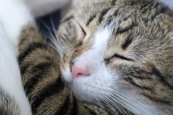 Χαριτωμένο Tabby Γάτα Έχει Λευκά Πιόνια Και Μια Ροζ Μύτη — Φωτογραφία Αρχείου