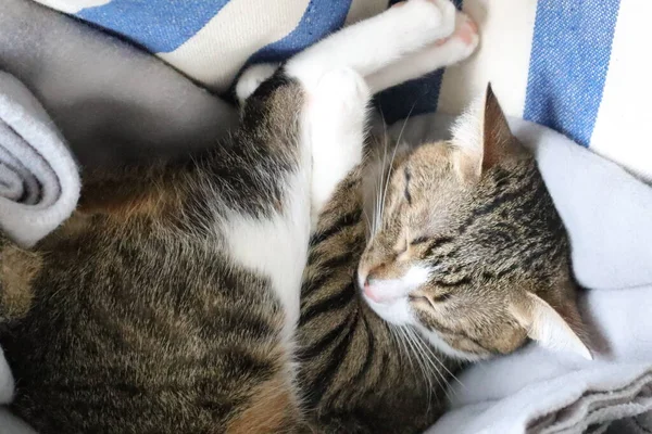 Niedliche Tabby Katze Hat Weiße Pfoten Und Eine Rosa Nase — Stockfoto