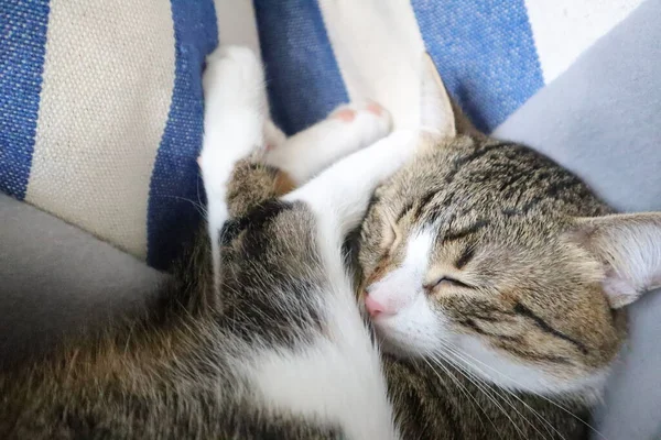 Niedliche Tabby Katze Hat Weiße Pfoten Und Eine Rosa Nase — Stockfoto