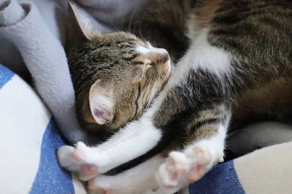 Χαριτωμένο Tabby Γάτα Έχει Λευκά Πιόνια Και Μια Ροζ Μύτη — Φωτογραφία Αρχείου