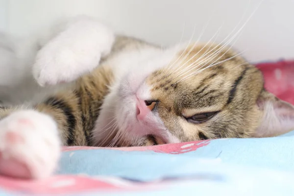 Кіт Таббі Має Білі Пащі Рожевий Ніс — стокове фото