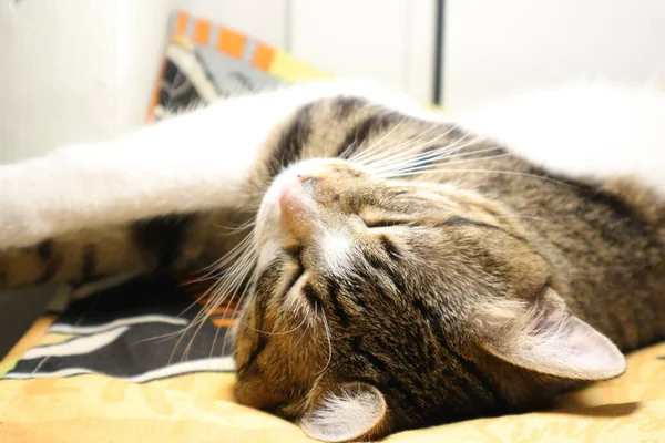 Carino Tabby Cat Zampe Bianche Naso Rosa — Foto Stock