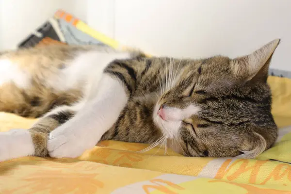 Gato Tabby Bonito Tem Patas Brancas Nariz Rosa — Fotografia de Stock