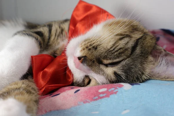 Cute Tabby Cat Hat Weiße Pfoten Und Eine Rosa Nase — Stockfoto