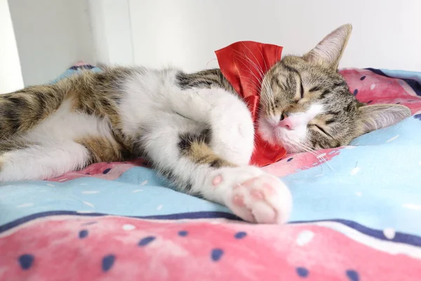 Gato Tabby Bonito Tem Patas Brancas Nariz Rosa Usa Arco — Fotografia de Stock