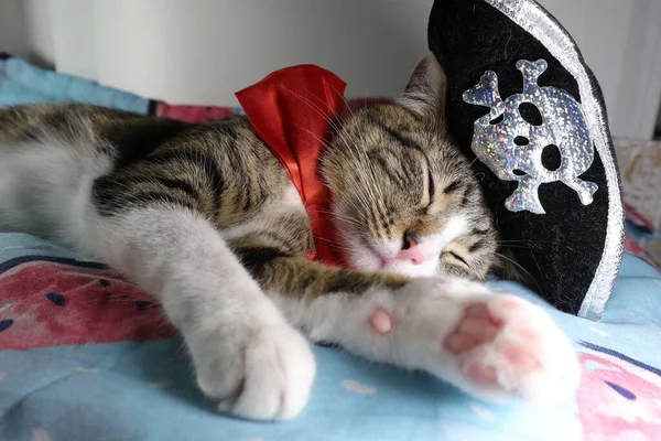 Cute Tabby Cat Has White Paws and a Pink Nose Wears a Red Bow and a Pirate Hat