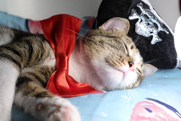 Cute Tabby Cat Hat Weiße Pfoten Und Eine Rosa Nase — Stockfoto