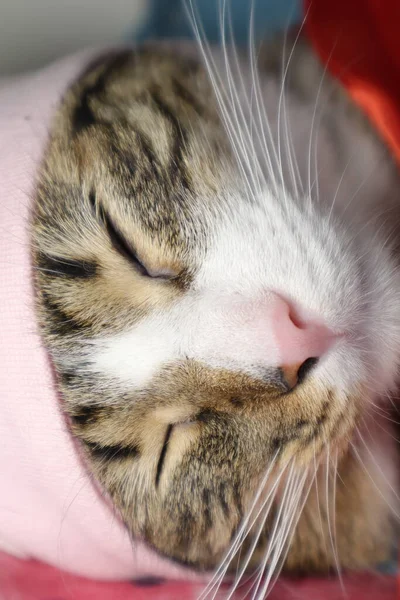 Cute Tabby Cat Has White Paws Pink Nose Wears Red — Stock Photo, Image