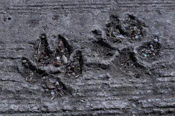 Dog Paw Prints in the Asphalt