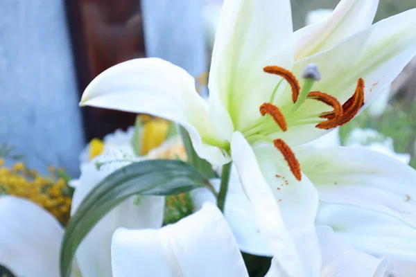 Schöne Weiße Lilienblüte Garten — Stockfoto