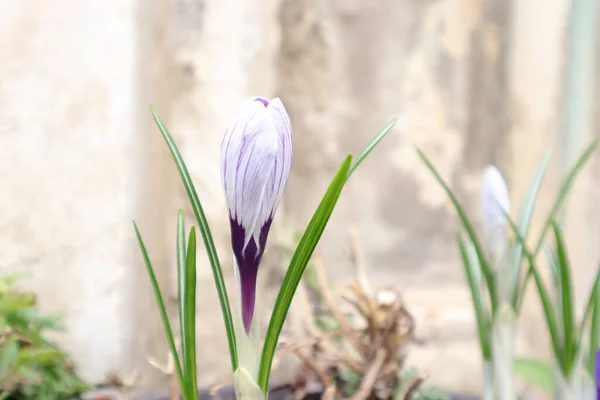 Çiçekler, Doğa Açık Hava, Crocus, Violet