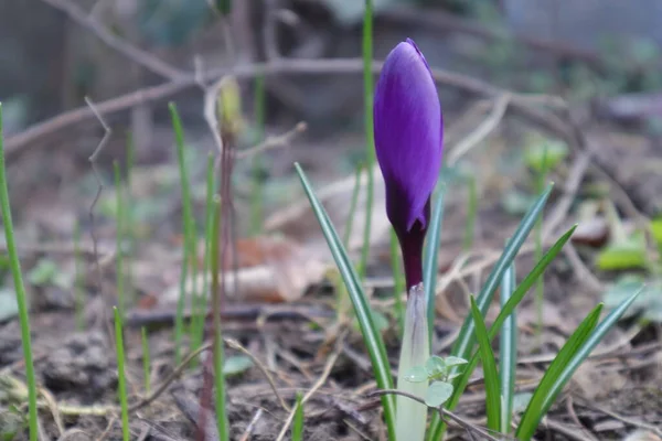 stock image Flowers, Nature Outdoors, Crocus, Violet