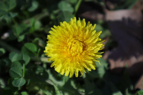 Květiny Příroda Venku Pampeliška Taraxacum Žlutá — Stock fotografie