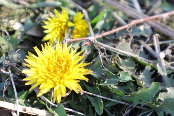 Kwiaty Natura Zewnątrz Dmuchawca Taraxacum Żółte — Zdjęcie stockowe