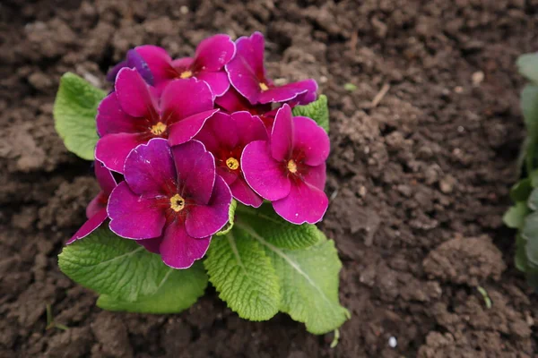 stock image Flowers, Nature Outdoors, Parma Violets, Purple