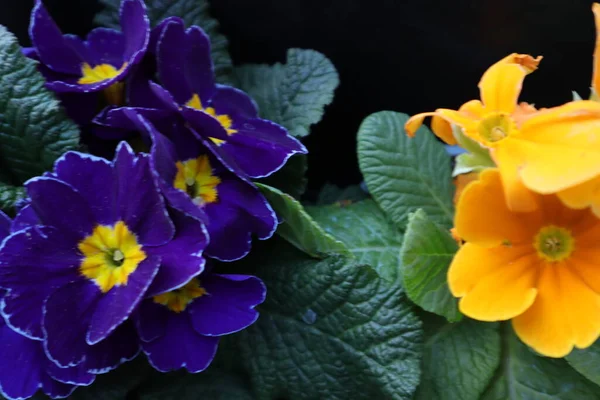 Flowers Nature Outdoors Primerose Primula Vulgaris — Stock Photo, Image